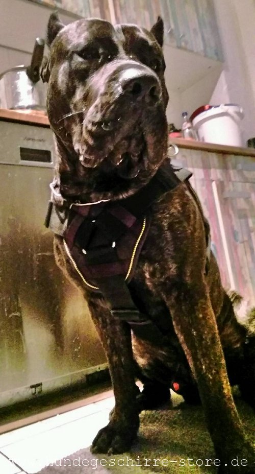 Hundegeschirr